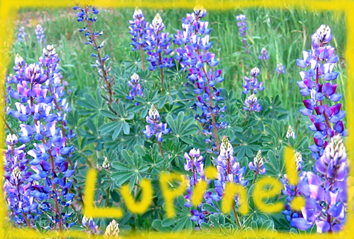 Lupine, Topanga Canyon Blvd., March 31, 2007