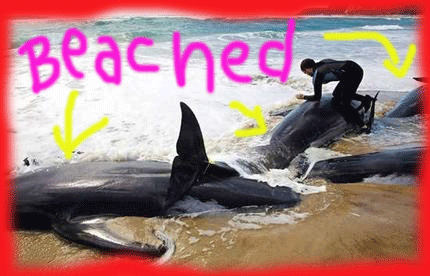 whales-beached-from-sonar.gif