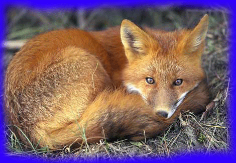 red-fox.gif