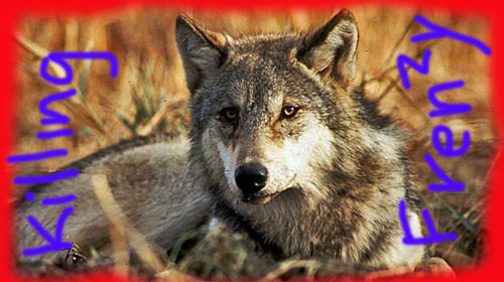 wolf-3.jpg