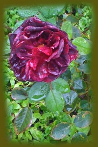Roses-After-the-Rain-9