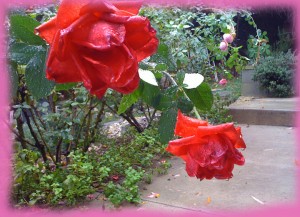 Roses after the Rain 2