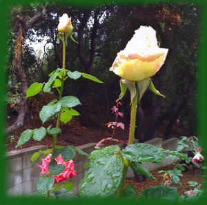 Roses after the rain 6
