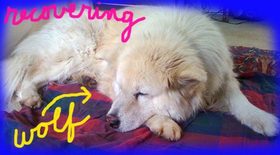 Snoozing-dog-3-2010